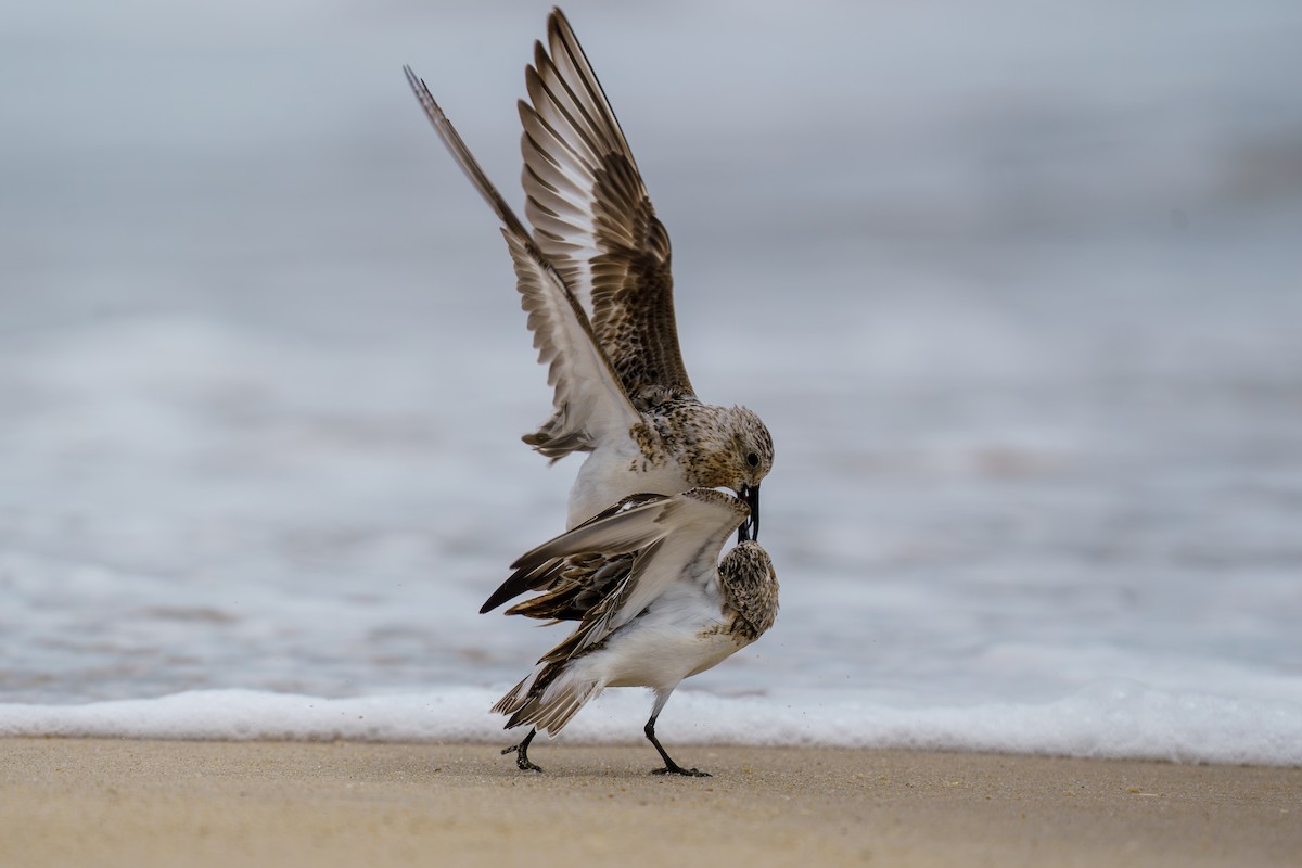 Sanderling - ML622046815