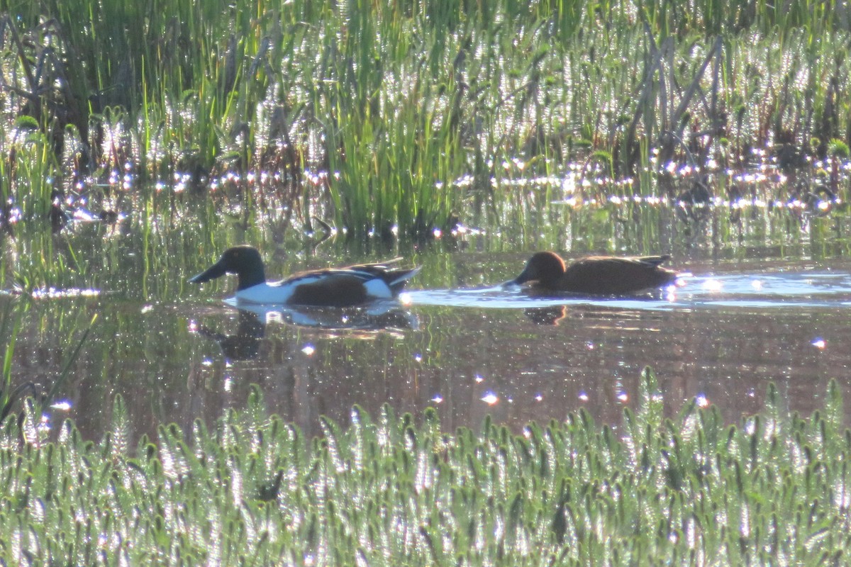 Northern Shoveler - ML622046816