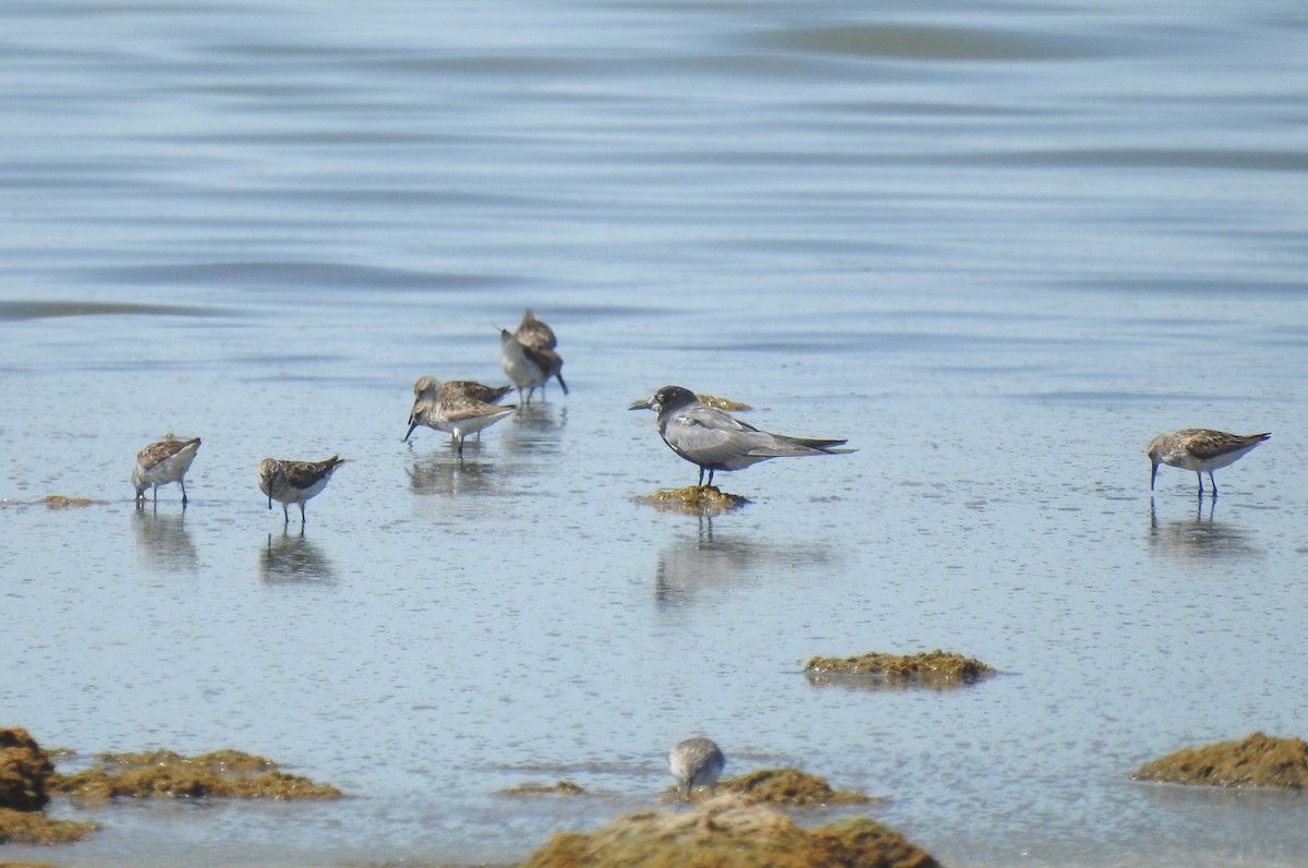 Black Tern - ML622046854