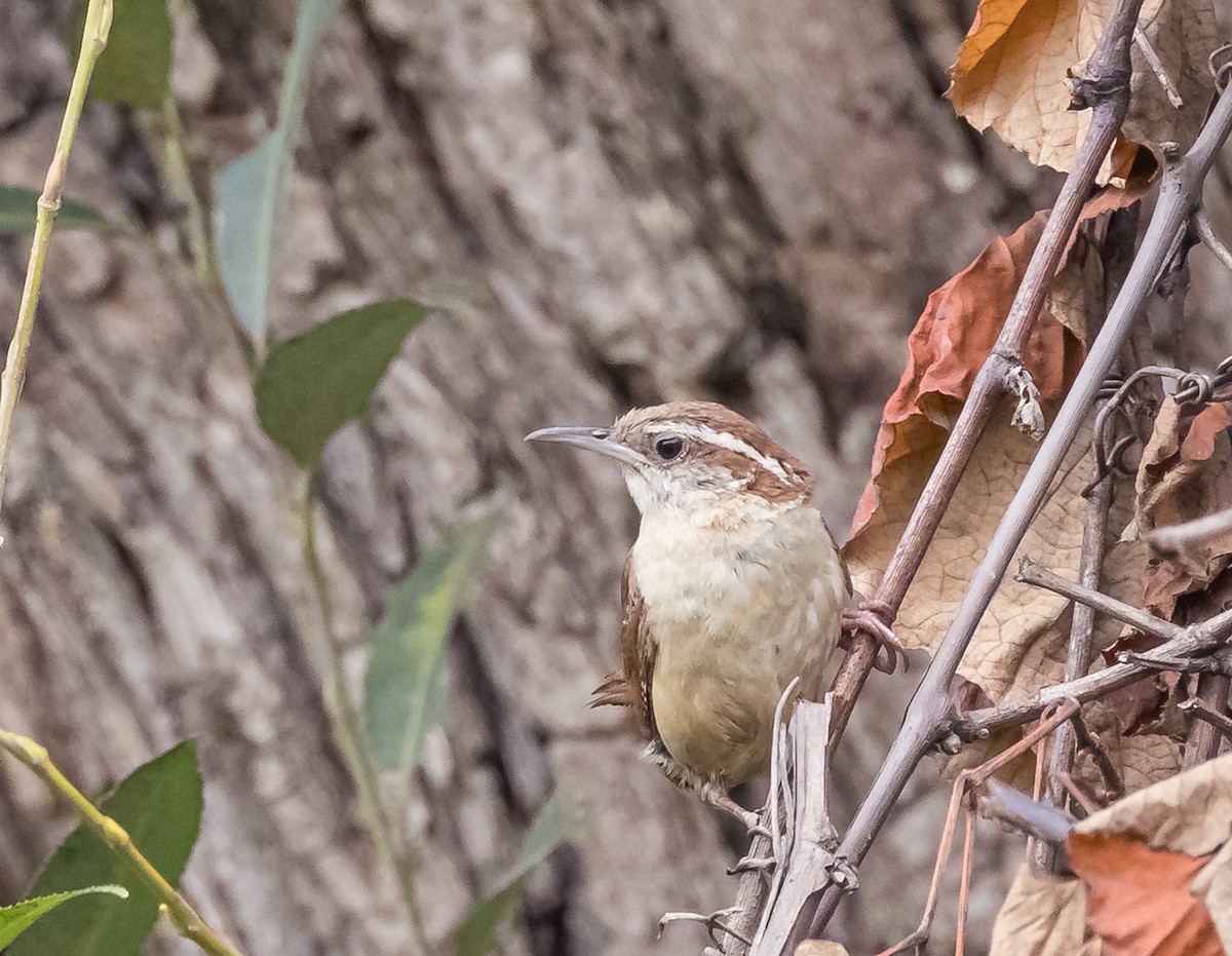 Carolina Wren - Mike Murphy