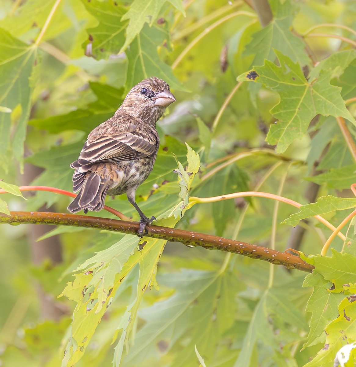 House Finch - Mike Murphy