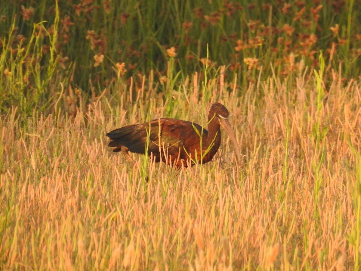 Glossy Ibis - ML622046885