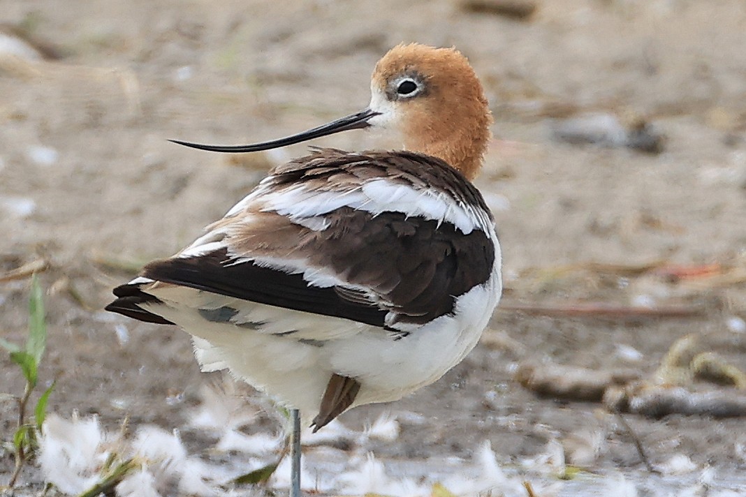 American Avocet - ML622046918