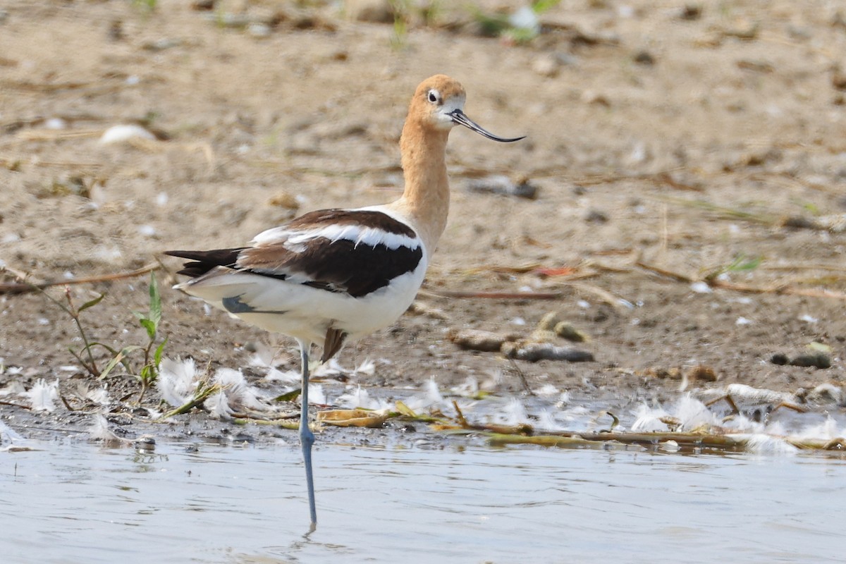 American Avocet - ML622046920