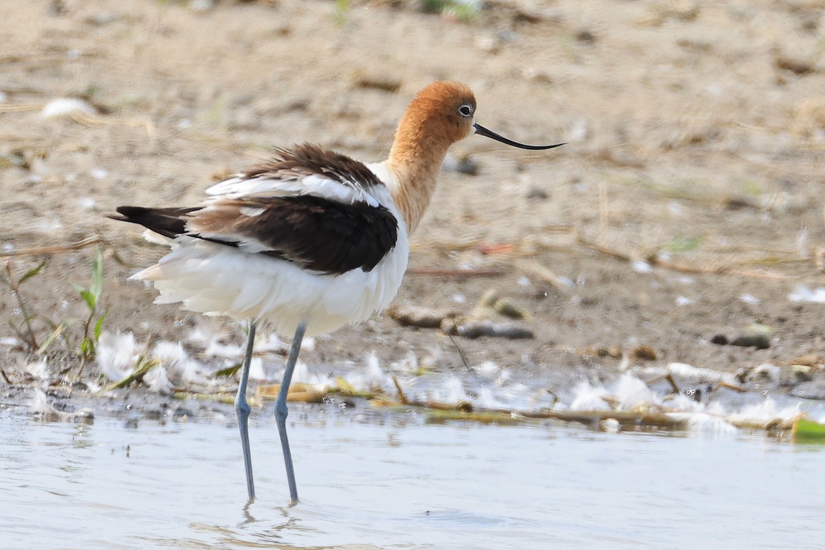 American Avocet - ML622046921