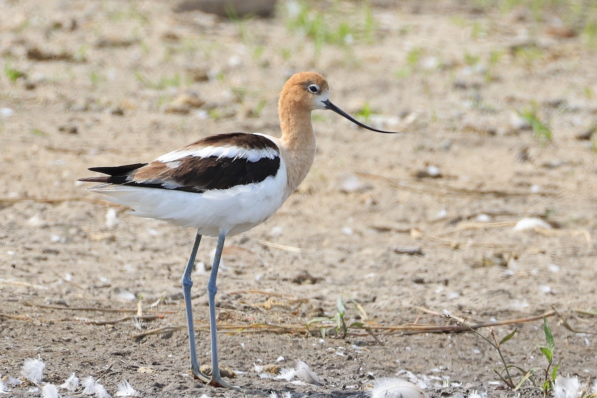 tenkozobec americký - ML622046922