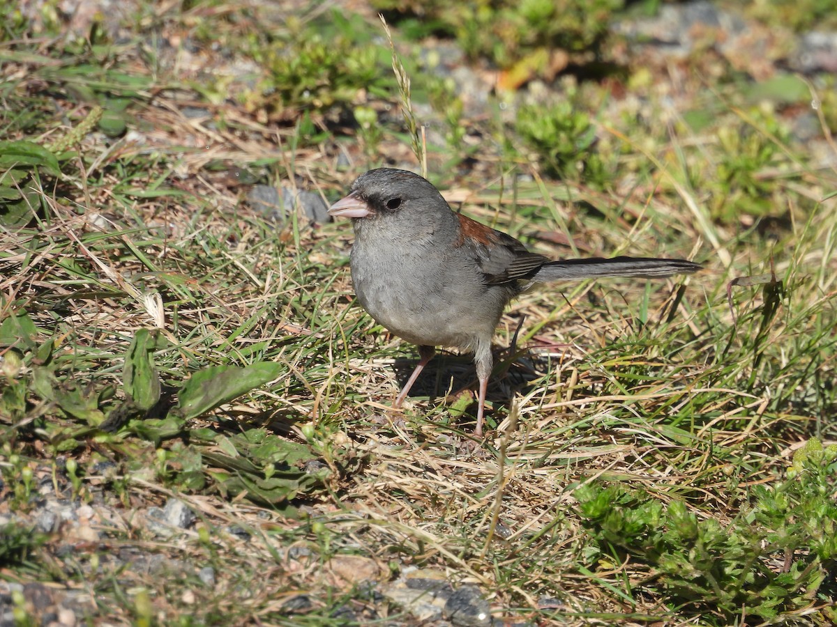 Dark-eyed Junco - ML622046932