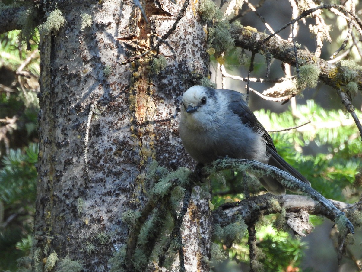 Canada Jay - ML622046942