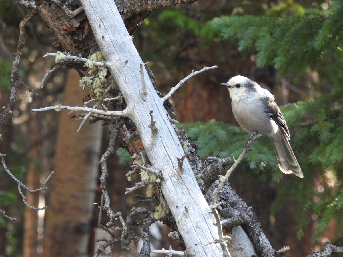 Canada Jay - ML622046943