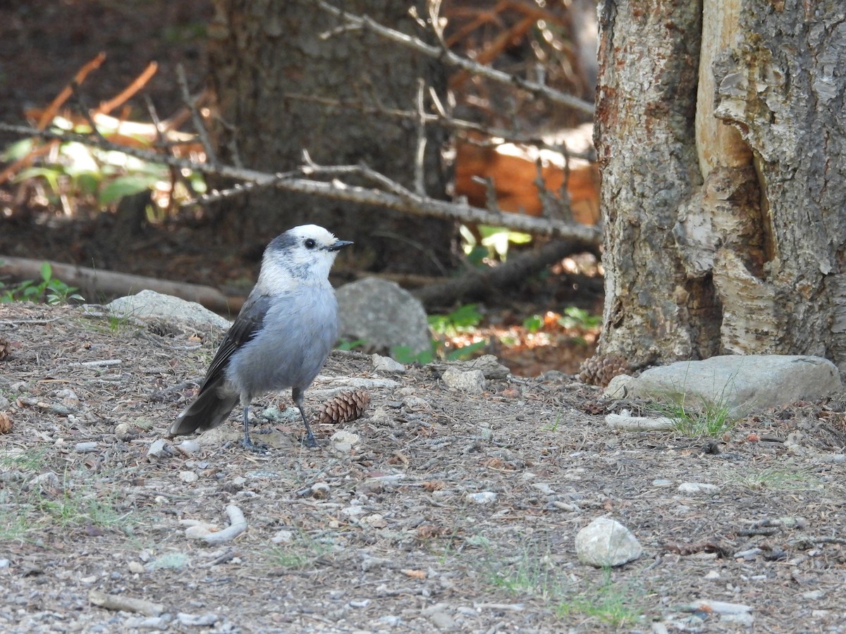 Canada Jay - ML622046945