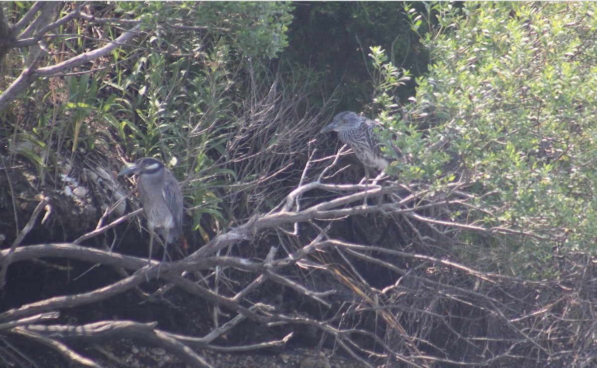 Yellow-crowned Night Heron - Peter  Van Veld