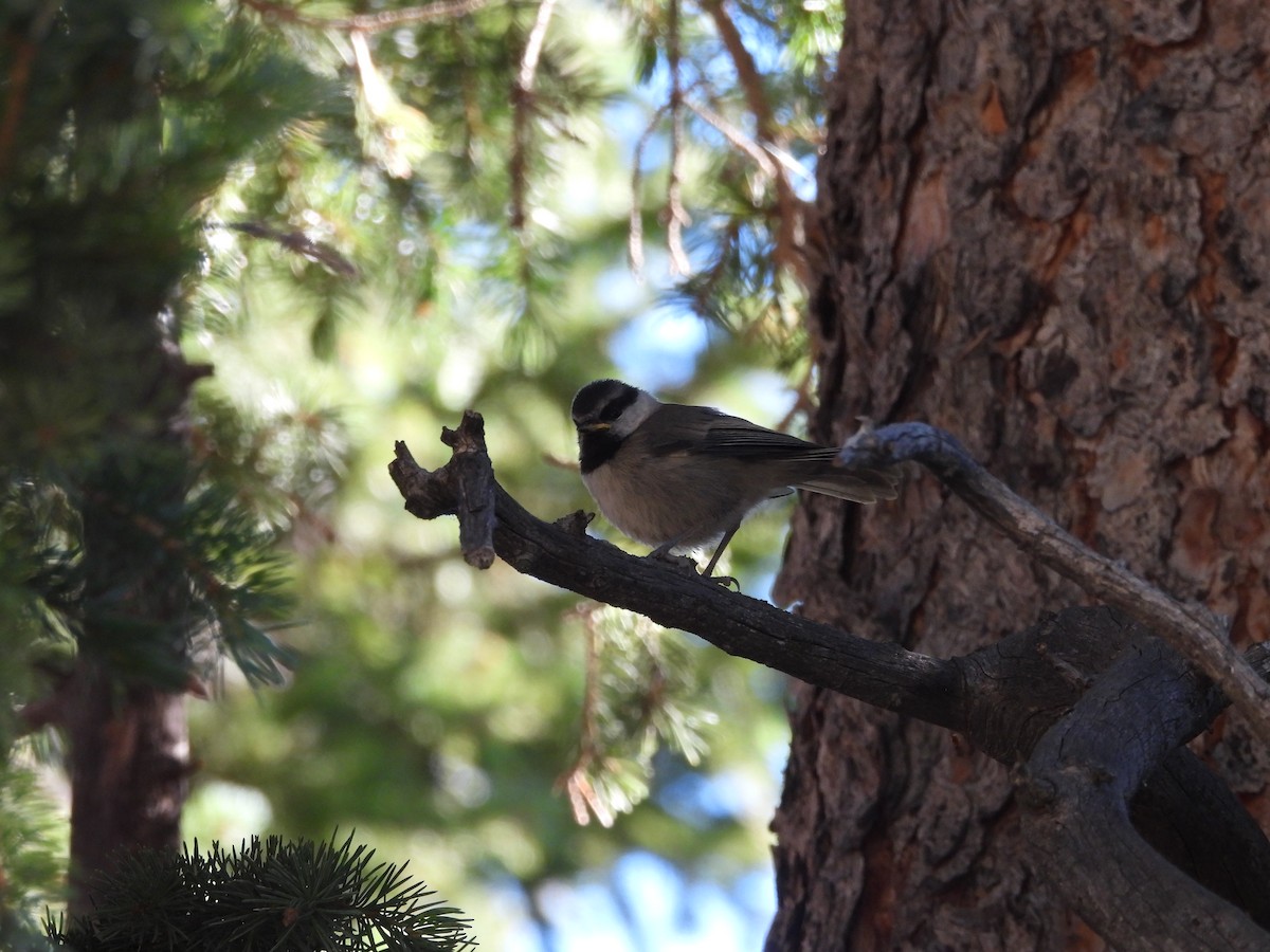 Mountain Chickadee - E White