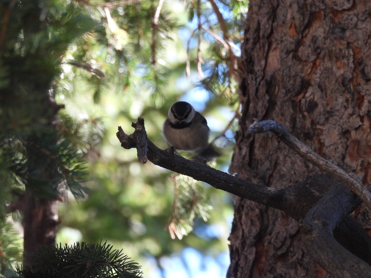 Mountain Chickadee - ML622046968