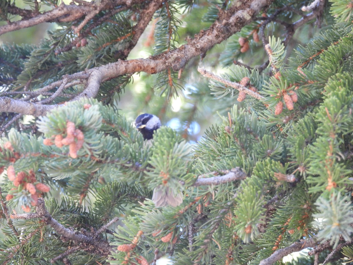 Mountain Chickadee - E White