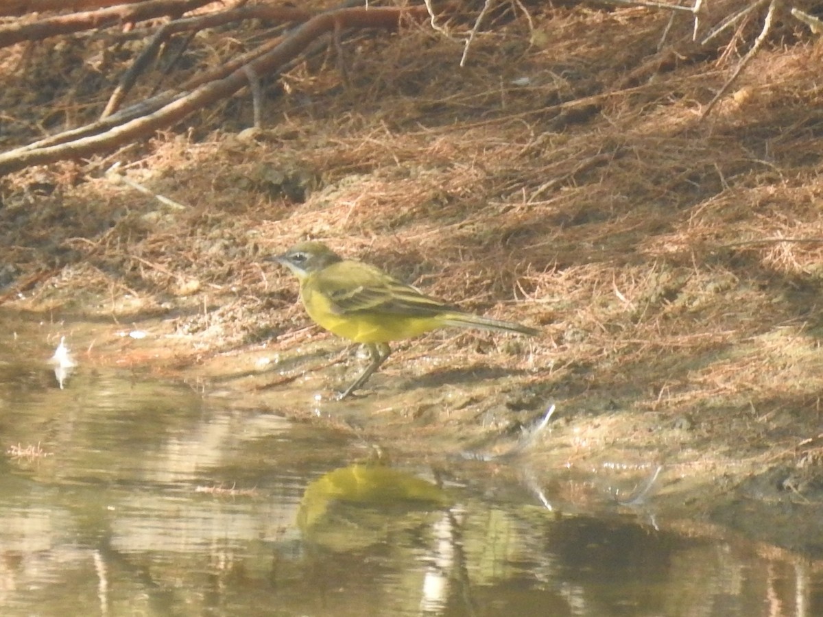 konipas luční (ssp. iberiae) - ML622046971