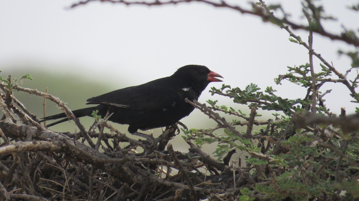 Red-billed Buffalo-Weaver - ML622046981