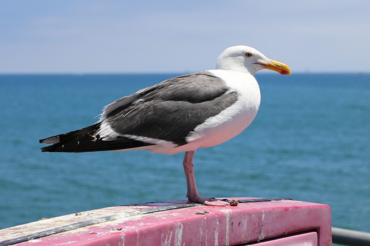 Western Gull - ML622046982