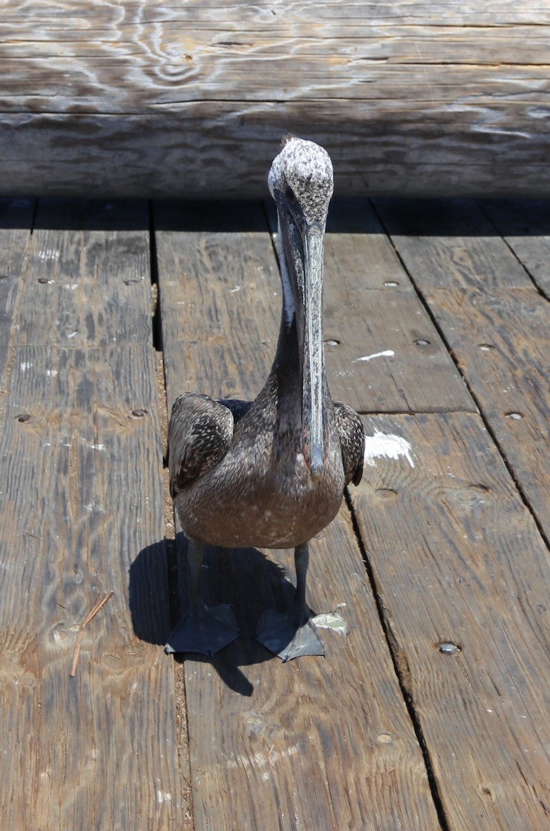 Brown Pelican - Mark Miller