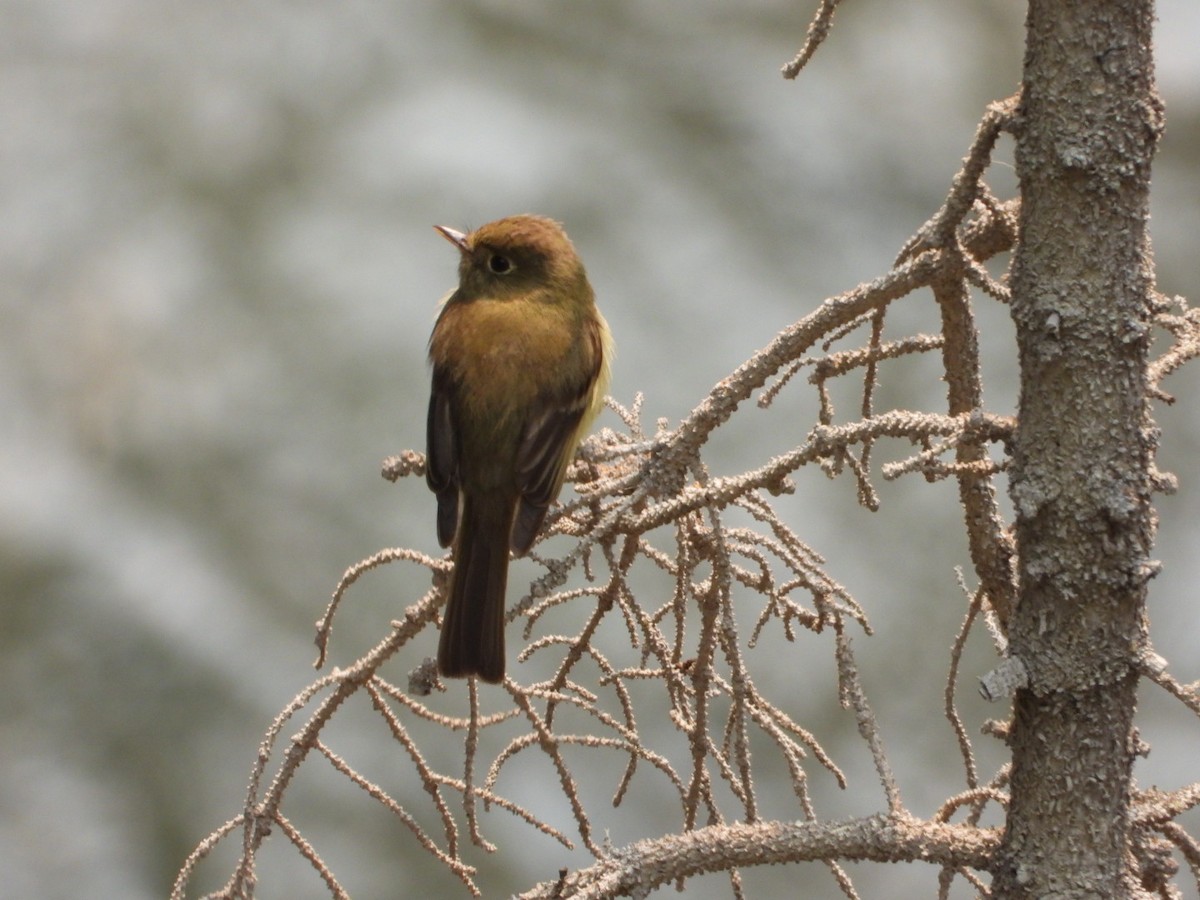 Western Flycatcher - ML622047011