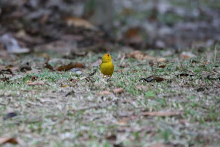 Saffron Finch - ML622047013