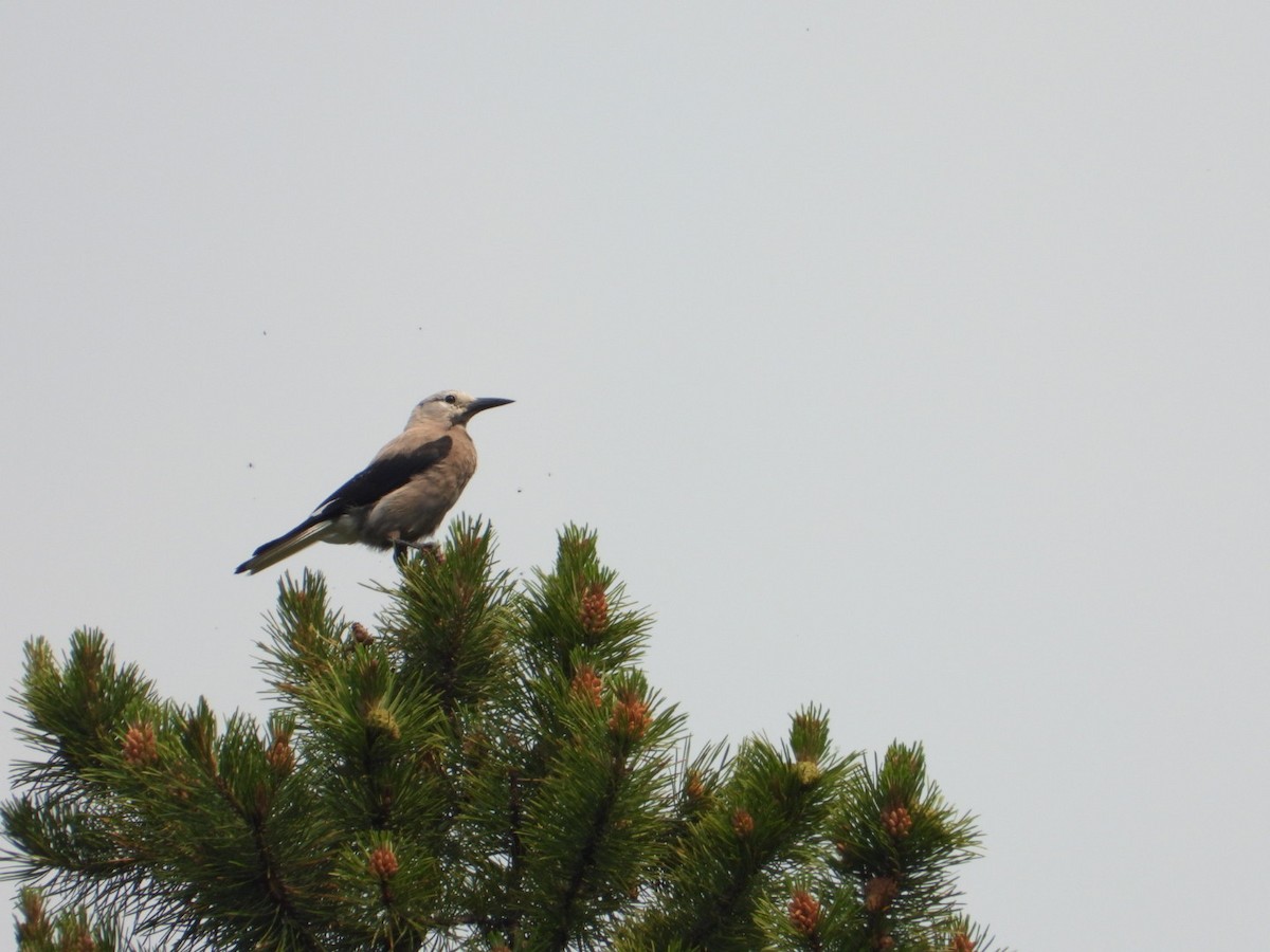 Clark's Nutcracker - John Brocki