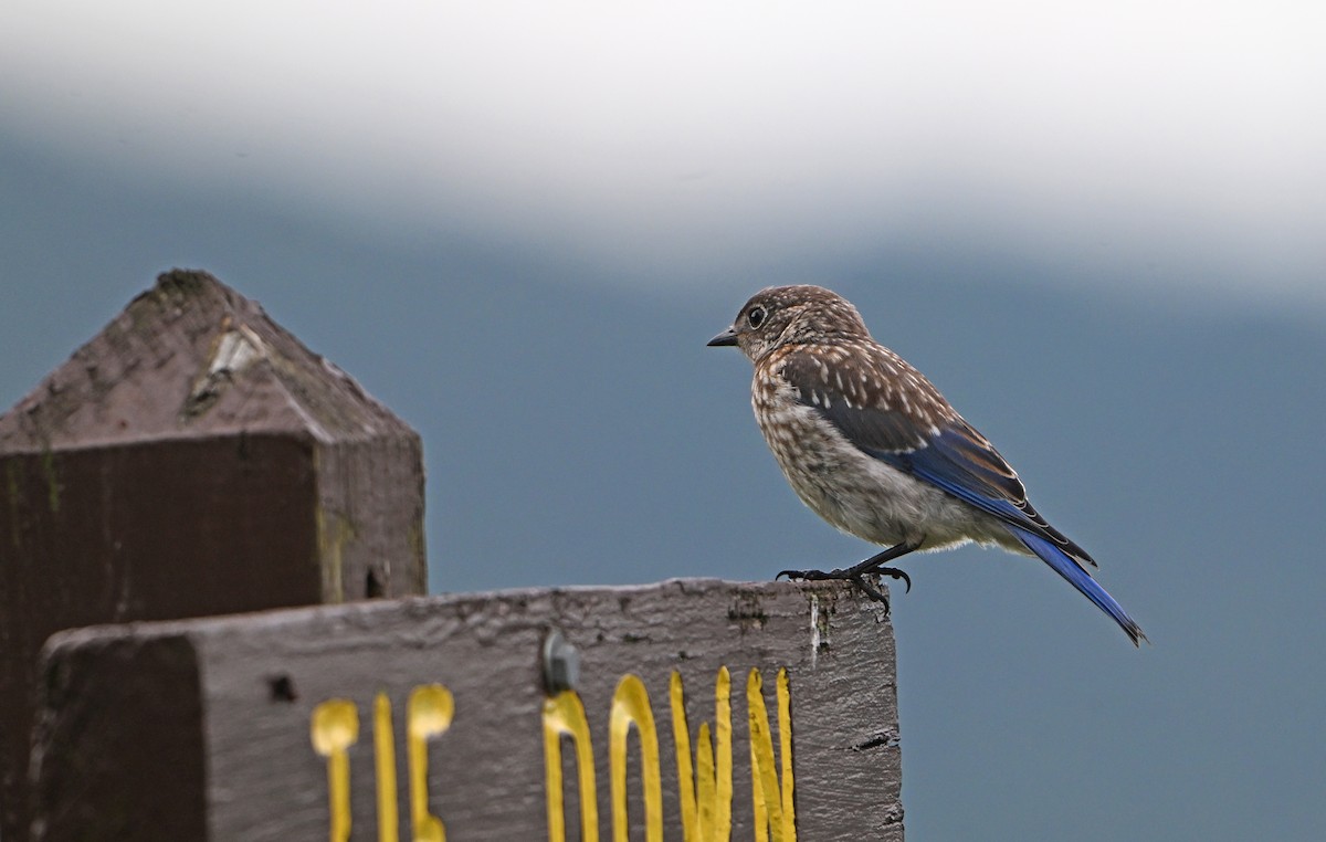 Eastern Bluebird - ML622047074