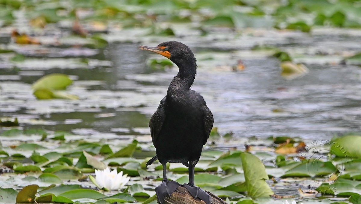 Double-crested Cormorant - Raymond Paris