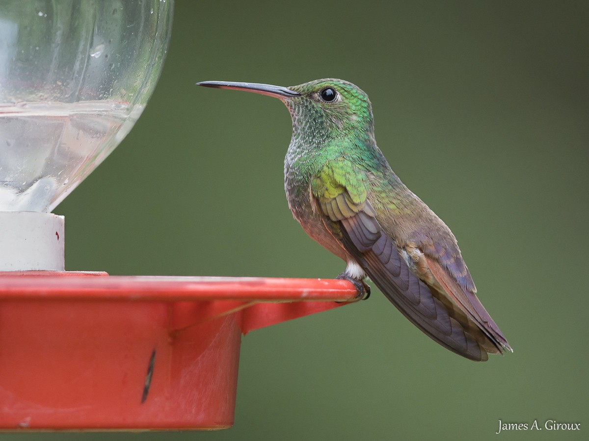 Berylline Hummingbird - ML622047089