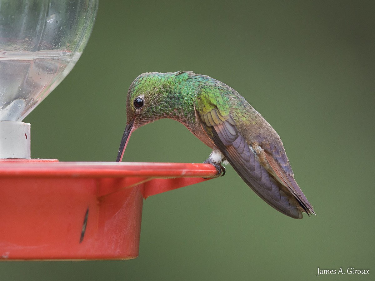 Berylline Hummingbird - ML622047090