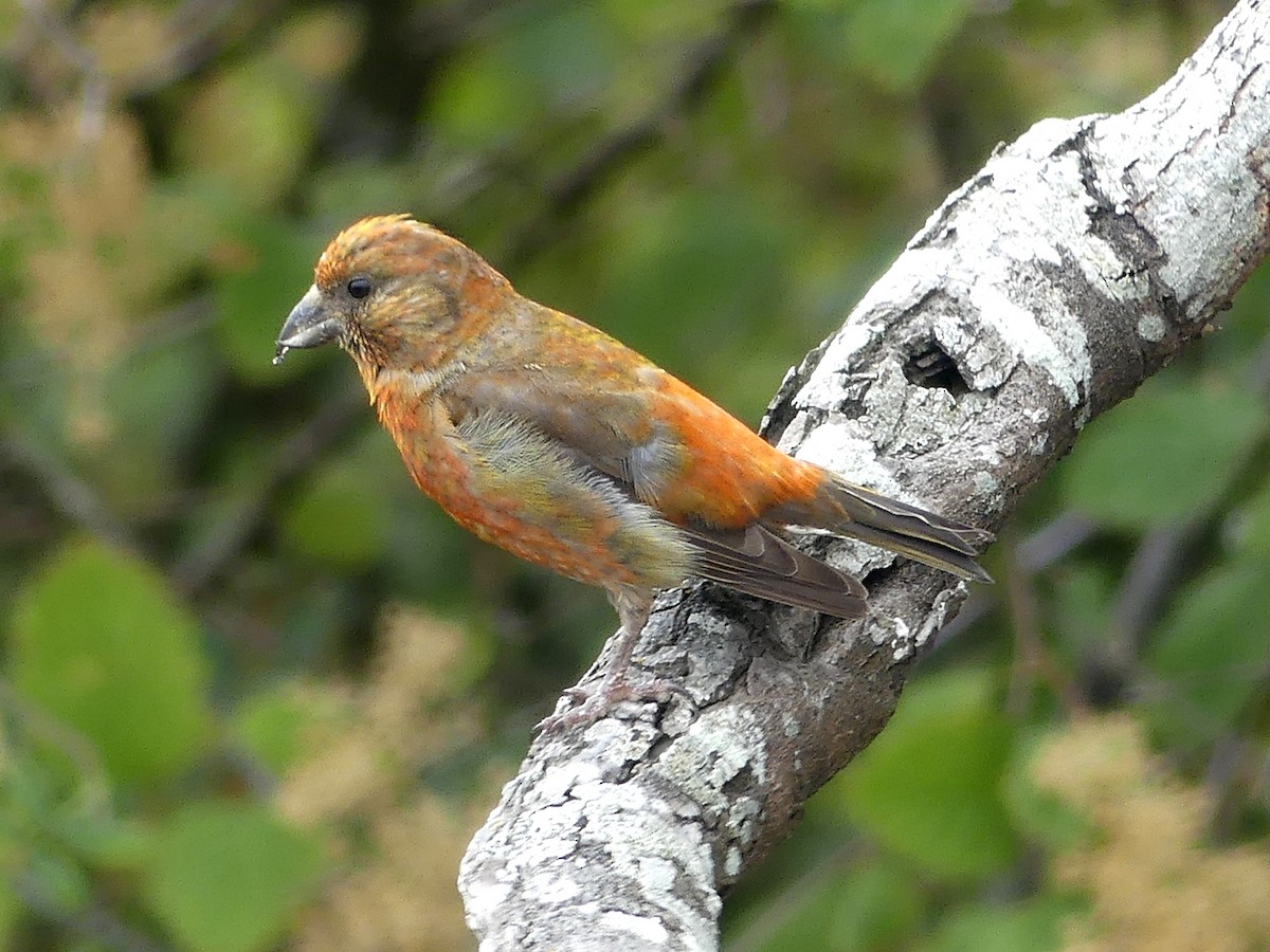 Red Crossbill - Aziza Cooper