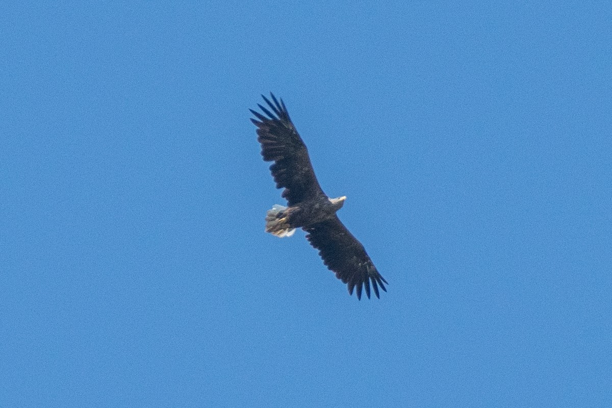 White-tailed Eagle - Cody Limber