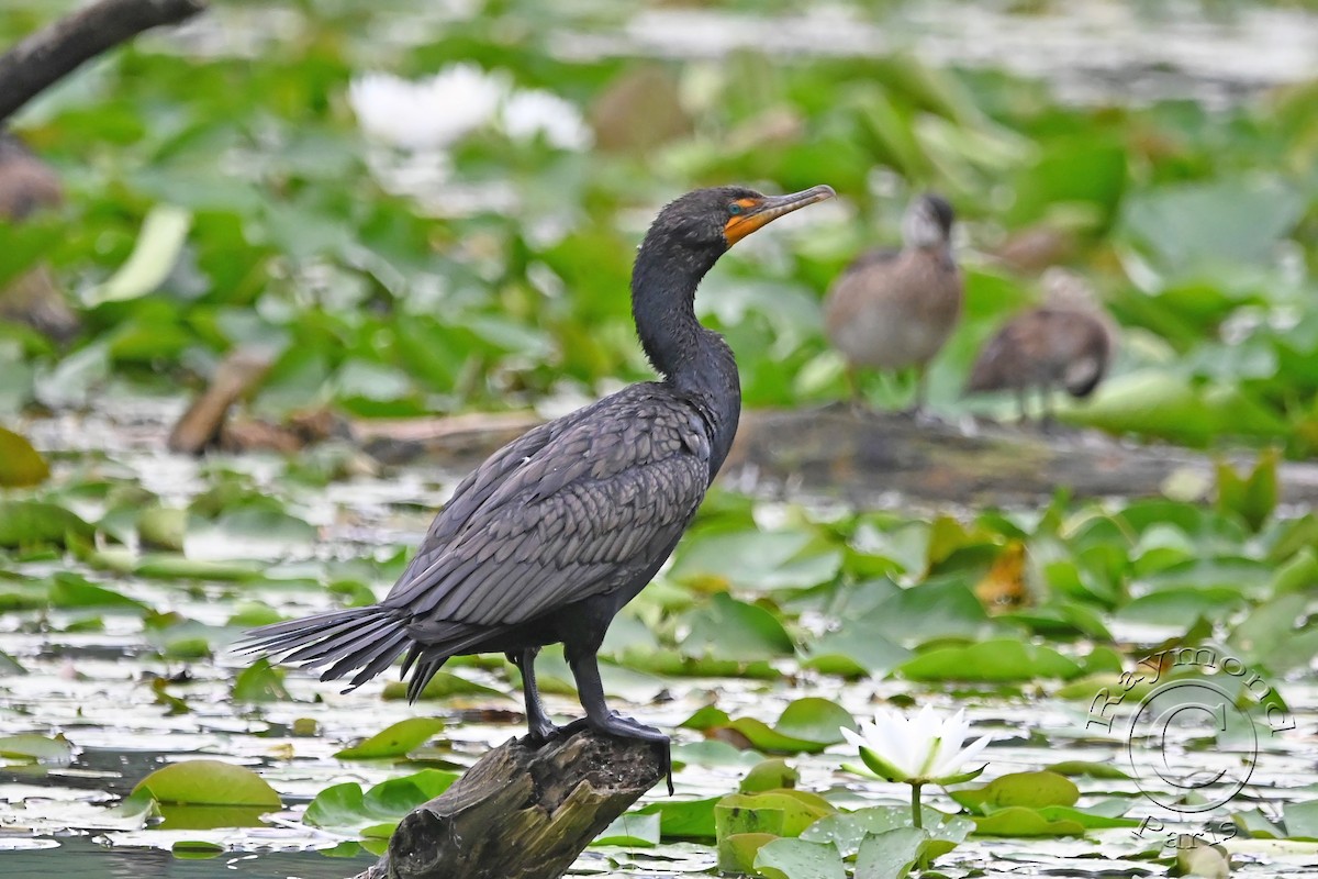 Double-crested Cormorant - Raymond Paris