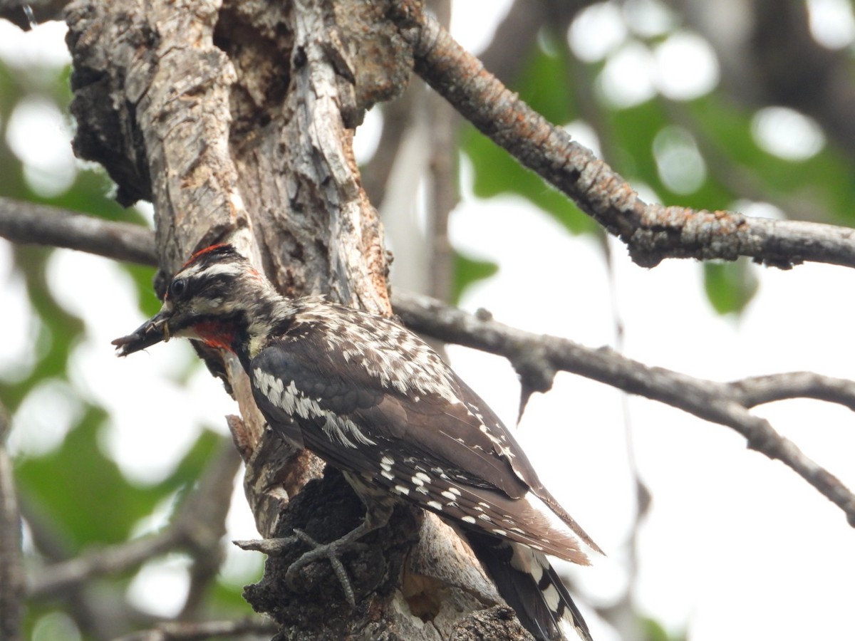 Red-naped Sapsucker - ML622047103