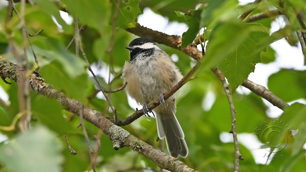 Black-capped Chickadee - ML622047104