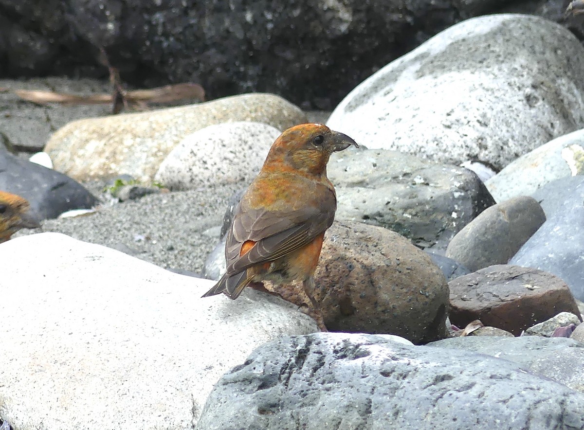 Red Crossbill - Aziza Cooper