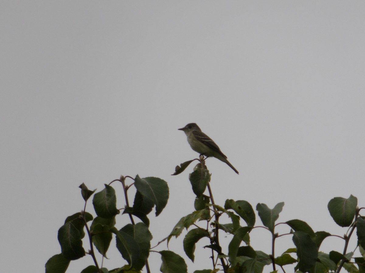 Eastern Wood-Pewee - ML622047107