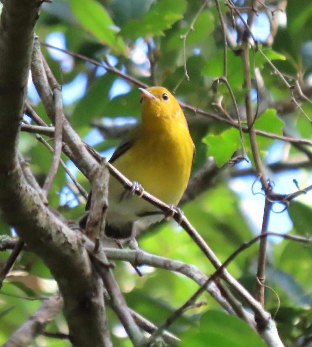 Prothonotary Warbler - ML622047126