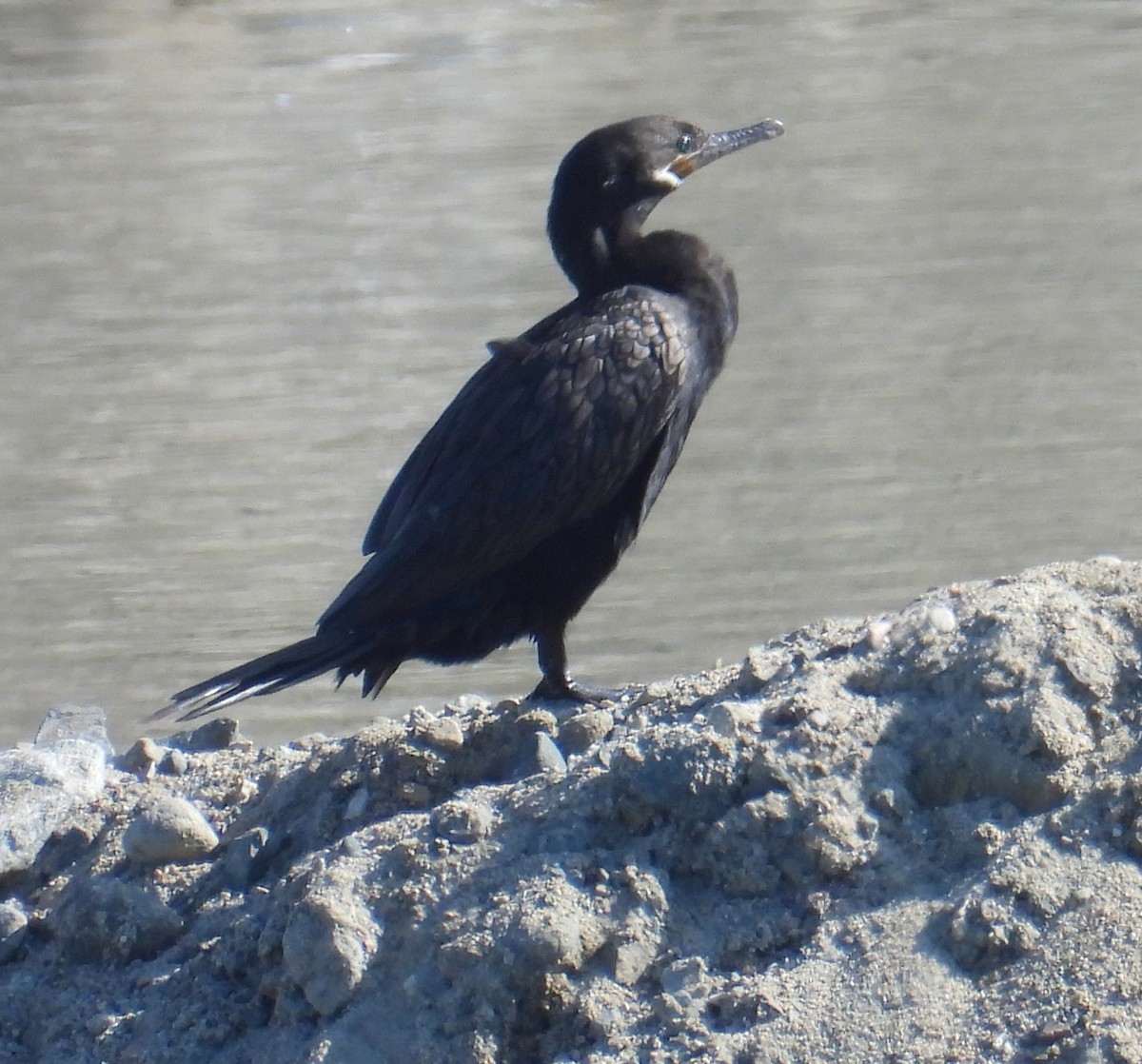 Neotropic Cormorant - ML622047128