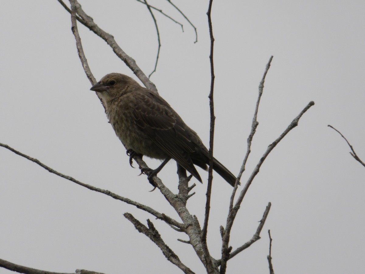 Brown-headed Cowbird - ML622047129