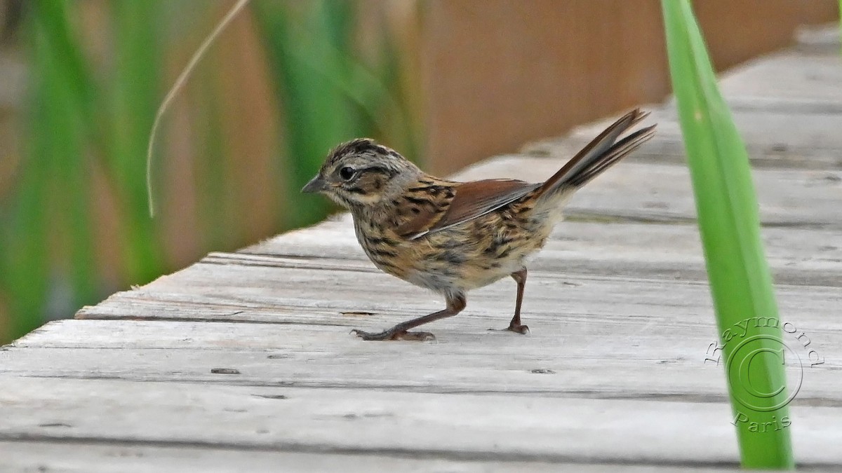 Swamp Sparrow - ML622047132