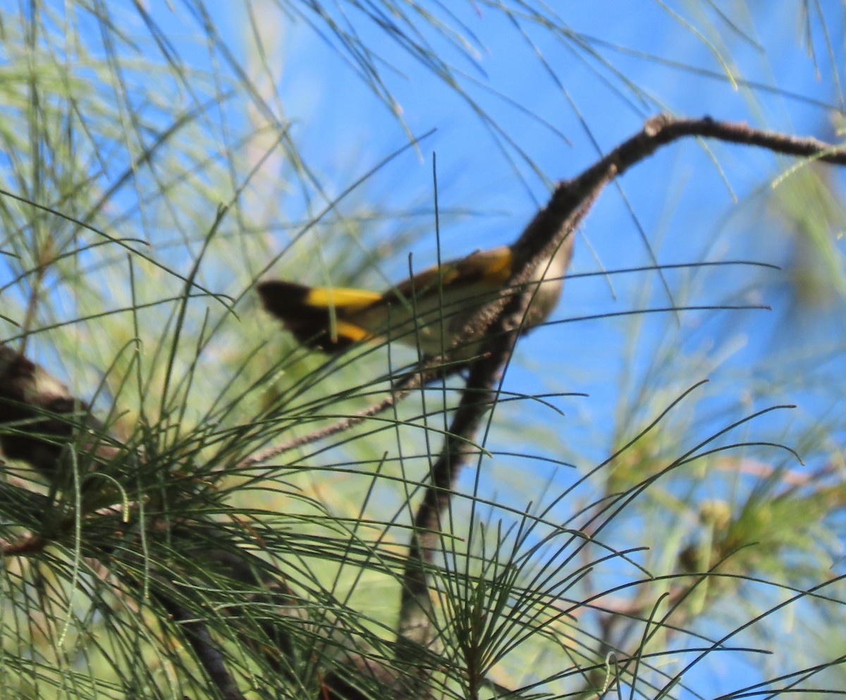 American Redstart - ML622047139