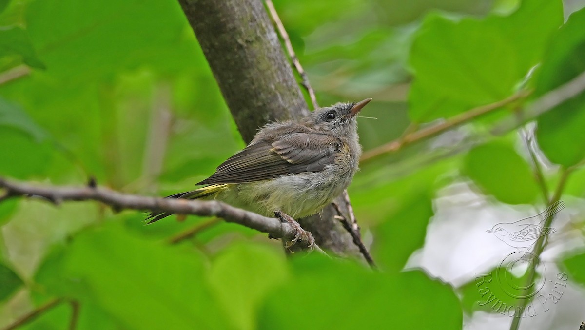 American Redstart - ML622047141