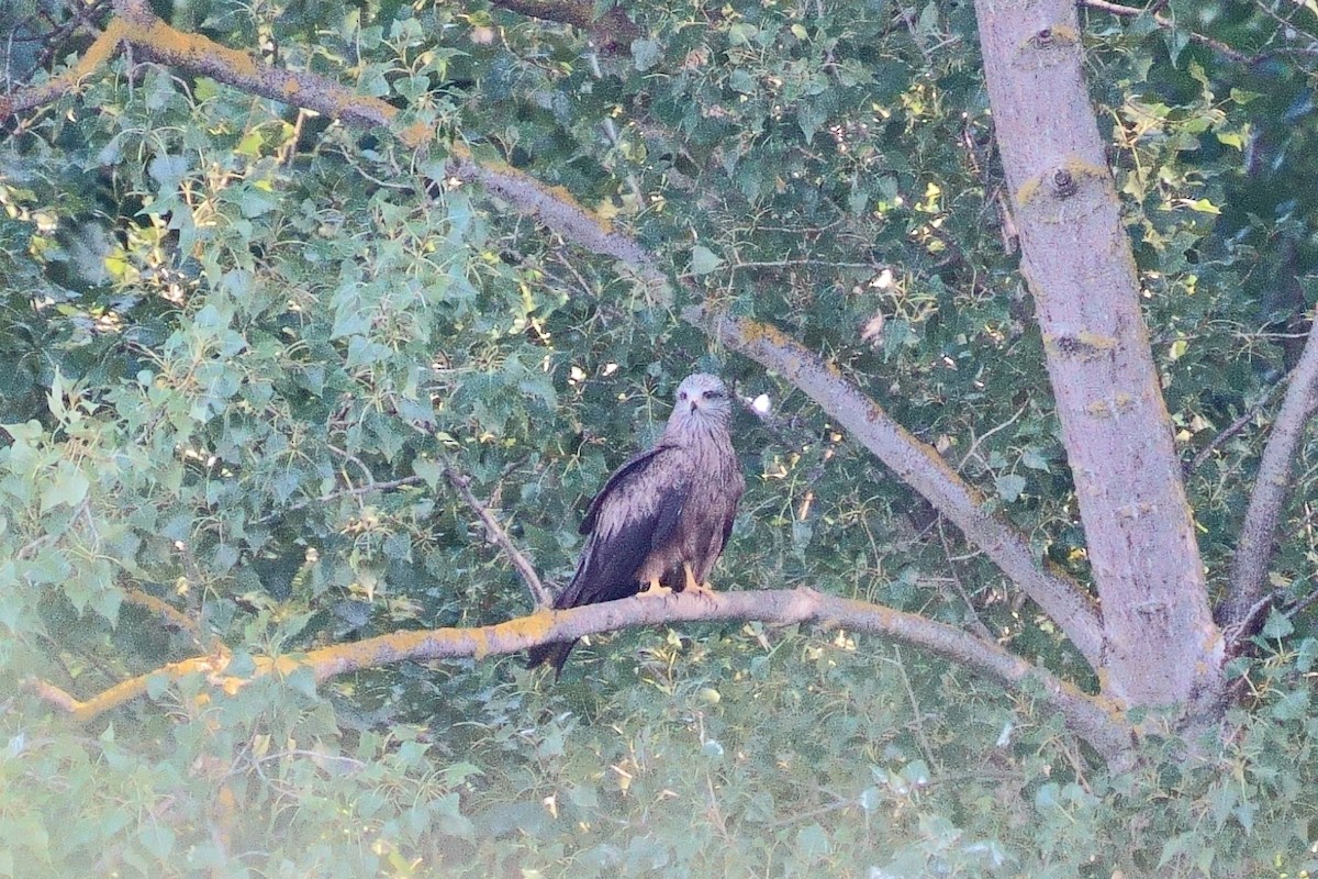 Black Kite - Javier Martinez