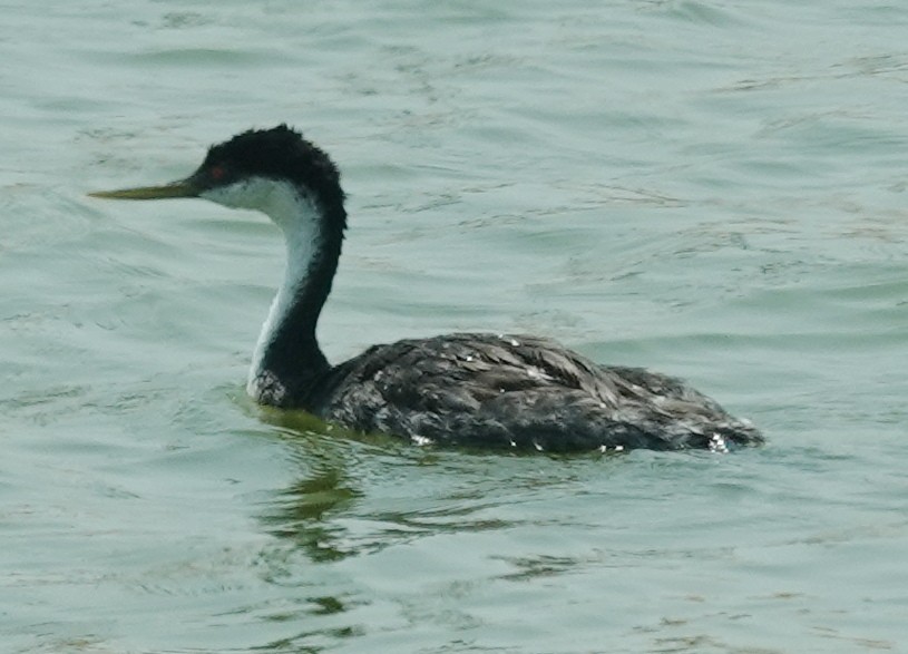 Western Grebe - ML622047145