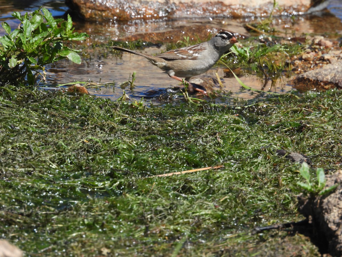 White-crowned Sparrow - ML622047146