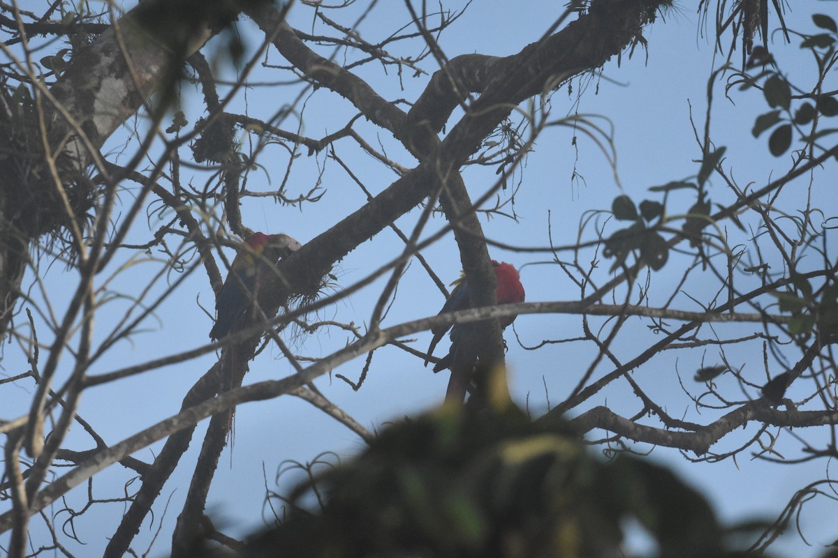 Scarlet Macaw - Jerry Davis