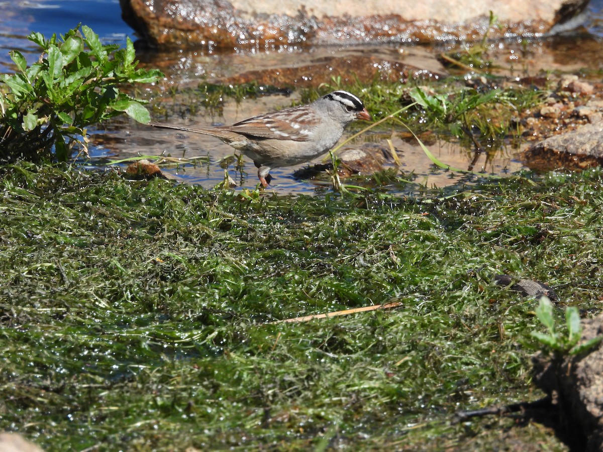 White-crowned Sparrow - ML622047148