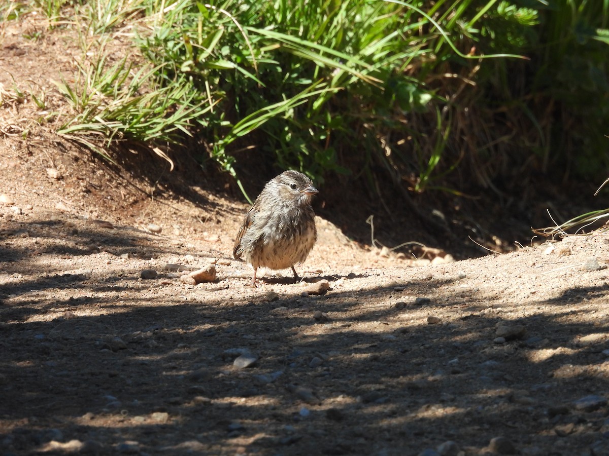 White-crowned Sparrow - ML622047149