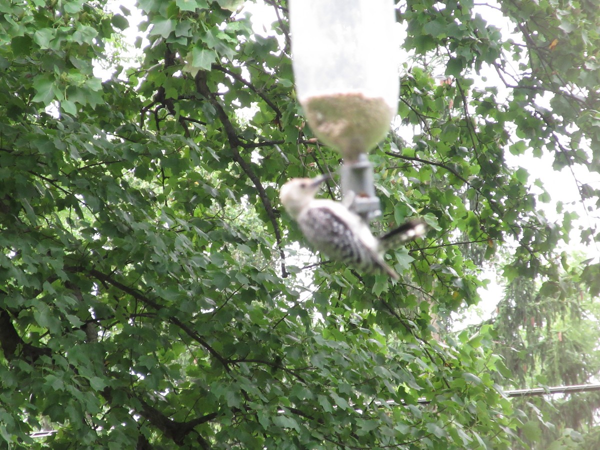 Red-bellied Woodpecker - ML622047150