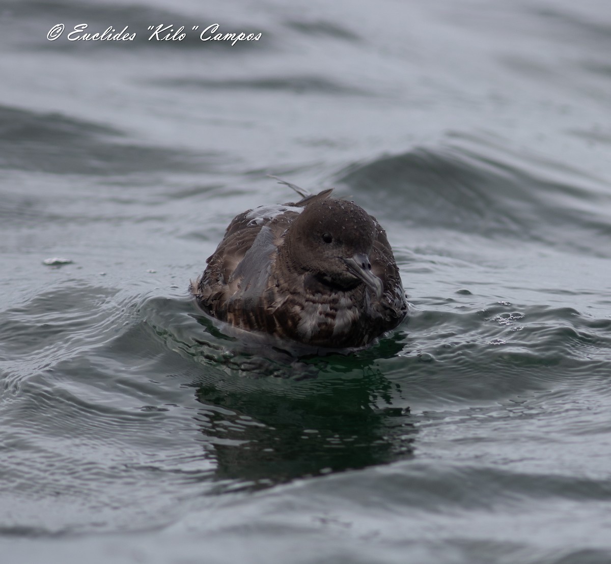 Puffin fuligineux - ML622047167